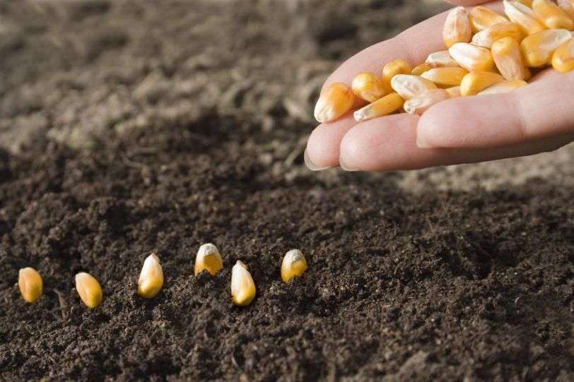 как сажать кукурузу семенами