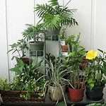 домашние растения