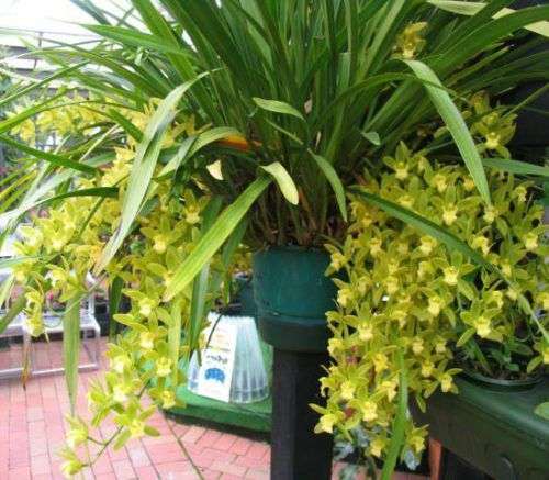 орхидея в саду