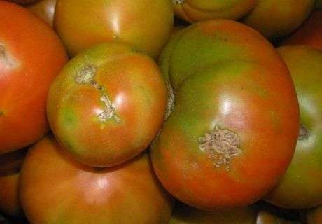 Поврежденные томатной молью плоды
