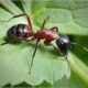 Боремся с муравьями гуманно