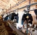Как не допустить нарушения обмена веществ у коров?