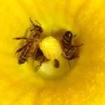 Пчелы в цветке