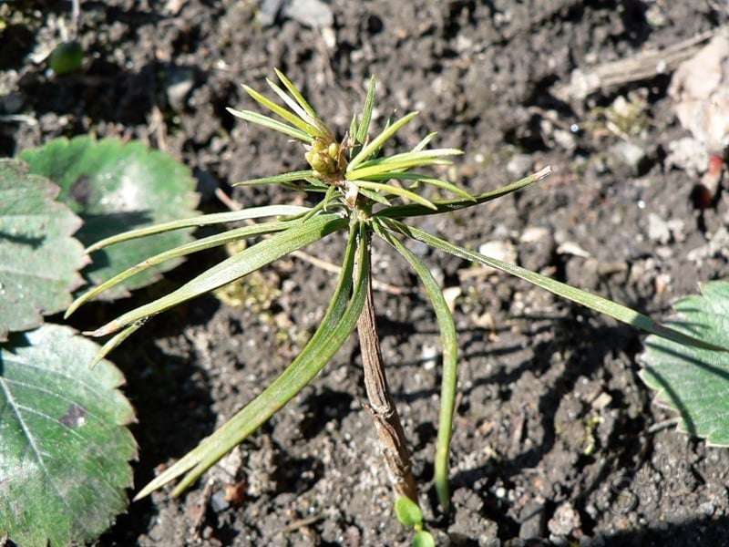 Как посадить кедр из семечки