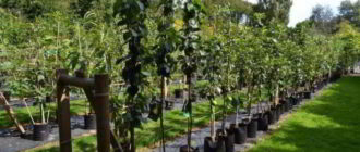 Продажа крупномеров, саженцев деревьев и кустарников в центре «Елки в тапках»