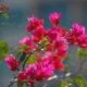 Бугенвиллея — роскошь из цветов