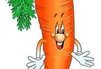 Удобрение моркови и ее посадка