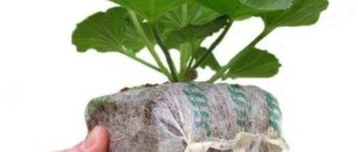 Волокно из кокоса для выращивания домашних и дачных растений