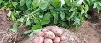 Голландская технология выращивания картофеля