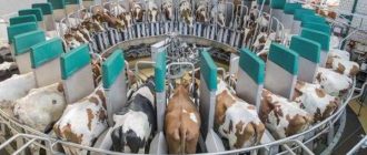 Технология аппаратной дойки коров