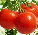 Борьба с фитофторозом на томатах