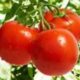 Борьба с фитофторозом на томатах