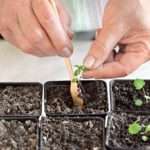 Выращивание земляники из семян