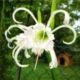 Гимменокаллис — необыкновенный цветок