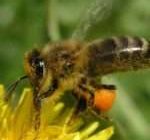 Пчелиная пыльца. Польза и способ применения