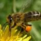 Пчелиная пыльца. Польза и способ применения