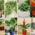 здоровые растения