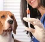 Что нужно знать о вакцинации собак?