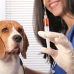 о вакцинации собак