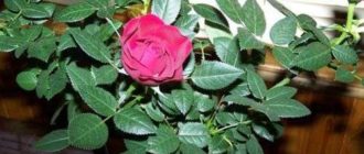 Выращивание роз в качестве комнатных растений
