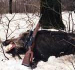 Охота на кабана зимой: оружие, способы выслеживания и поимки