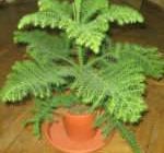 Древнейшее хвойное растение — Аукария