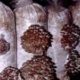 Технология выращивания гриба вешенки в домашних условиях
