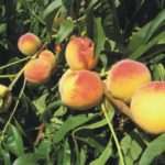 персики в саду