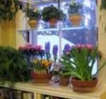 Как организовать правильный уход комнатным растениям зимой