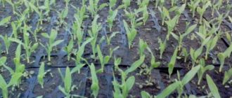 Как сажать кукурузу на приусадебном участке