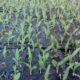 Как сажать кукурузу на приусадебном участке