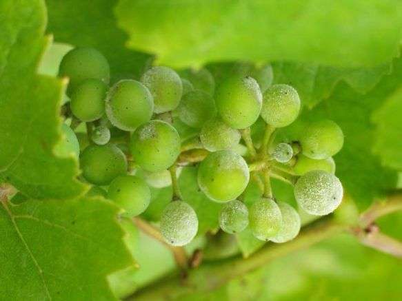 лечение винограда