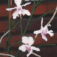 Трепетные орхидеи и уход за ними