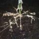 Как побороть нематоду на корнях растения