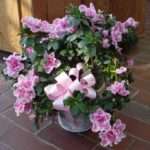 цветы азалии в вазе